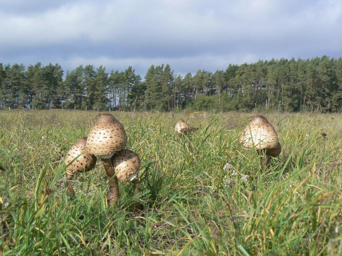 Hotel Am Mueritz-Nationalpark Waren  Eksteriør billede